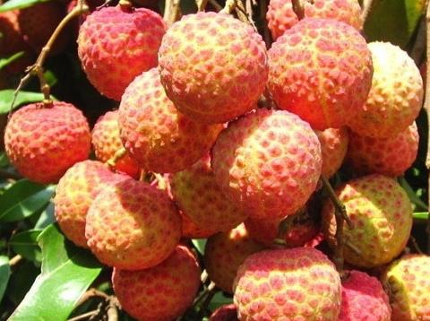 荔枝吃多了會怎么樣?荔枝每天吃多少合適