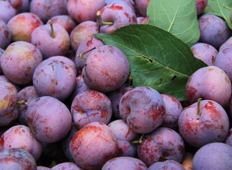 為什么說“桃養(yǎng)人,杏傷人,李子樹下埋死人”?