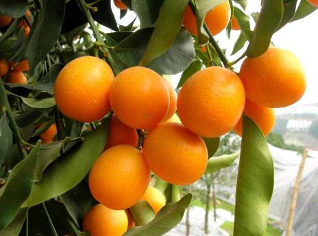 如何保存金桔？吃金桔的注意事項