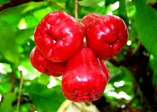 食用蓮霧的注意事項-蓮霧的功效與作用