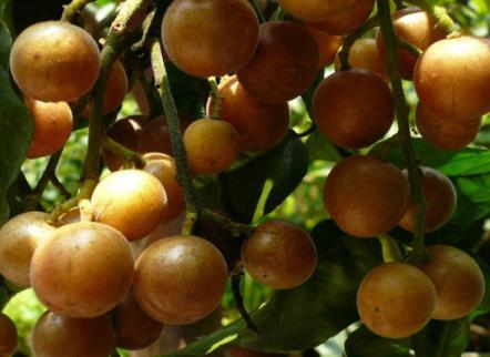 黃皮果怎么吃？黃皮果的食用禁忌