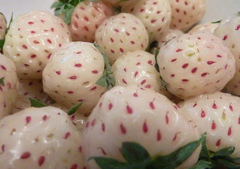 菠蘿莓怎么吃?吃菠蘿莓的食用禁忌