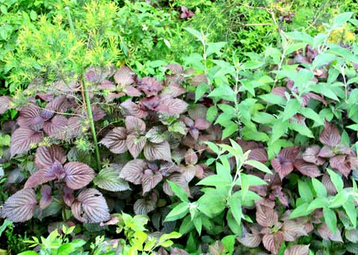 研究發(fā)現(xiàn)青紫蘇可以預(yù)防衰老