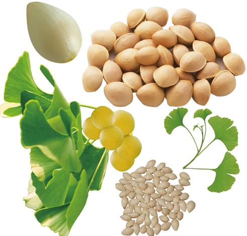 白果的功效與作用-吃白果有什么好處