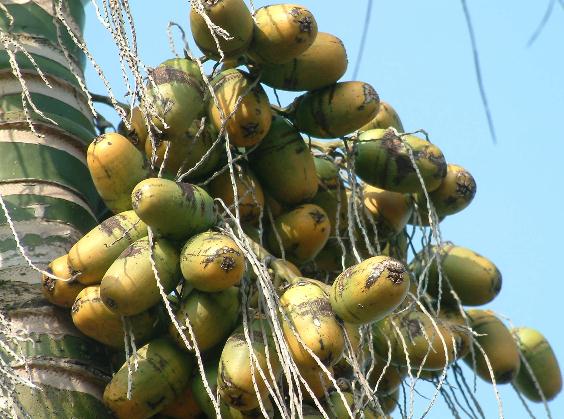 吃檳榔的好處，檳榔的功效，檳榔的作用