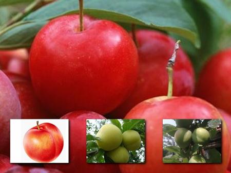 李子的功效與作用-李子的營養(yǎng)價值