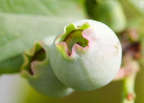 無(wú)花果的功效-用無(wú)花果可治痔瘡