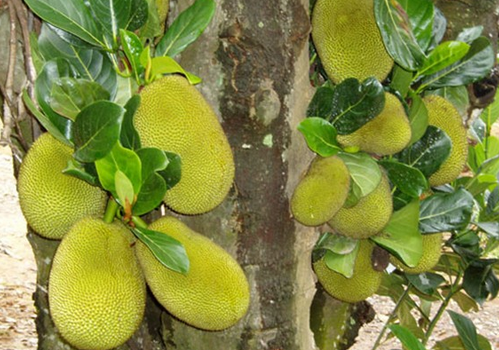 菠蘿蜜怎么吃?菠蘿蜜的功效與作用