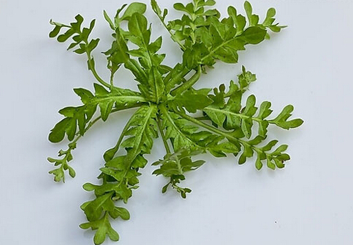 薺菜的做法-薺菜的營(yíng)養(yǎng)價(jià)值