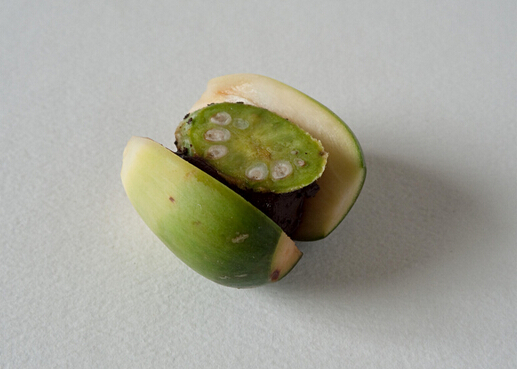 檳榔的好處-檳榔的作用