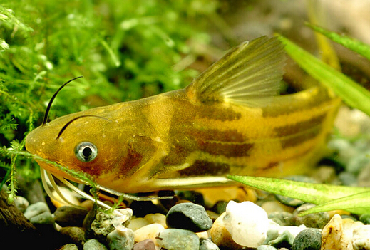 黃顙魚的營養價值與功效-黃顙魚的適用人群