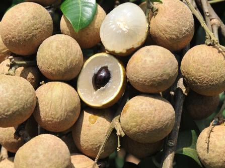 龍眼吃多了會怎么樣?龍眼與桂圓的區別