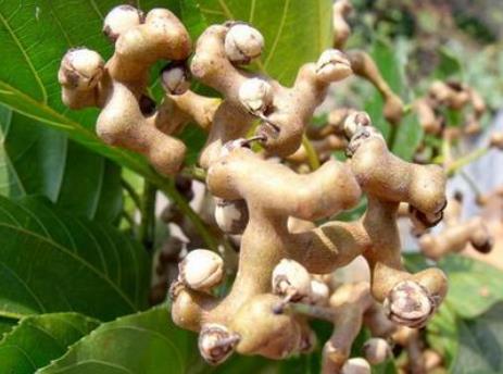 拐棗的營養(yǎng)價值-拐棗的功效與作用