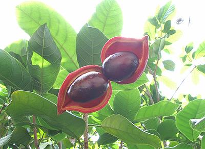 吃蘋婆有什么好處?蘋婆的功效與作用