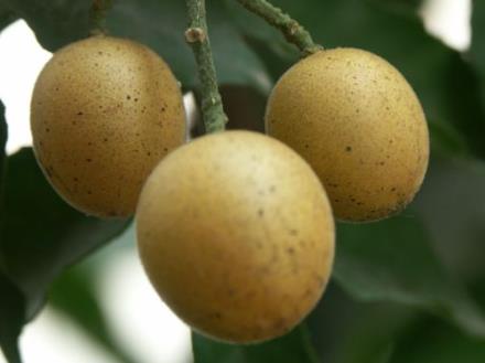 吃黃皮果有什么好處?黃皮果的功效與作用