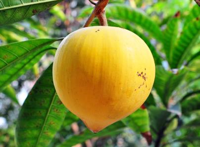 蛋黃果的營養(yǎng)價值、功效與作用、蛋黃果怎么吃