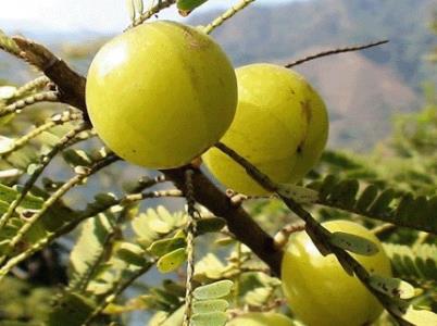 油甘子(牛甘果)的營(yíng)養(yǎng)價(jià)值、功效與作用