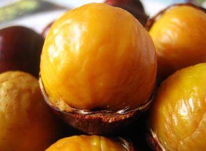 錐栗的營養價值、功效與作用、食用禁忌