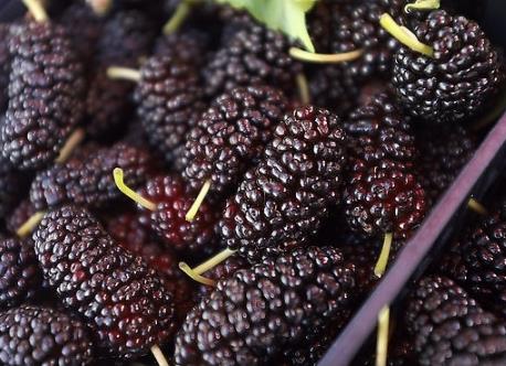 如何挑選桑葚？吃桑葚的食用禁忌