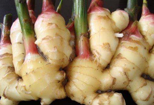 如何挑選新鮮的生姜？怎么辨別姜的好壞