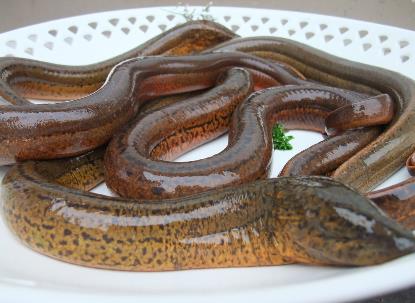 怎樣清洗黃鱔?黃鱔怎么清洗才沒腥味