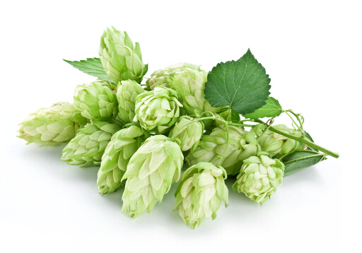 啤酒花成分有助于遏制肌肉萎縮