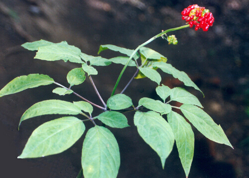 人參用錯如同砒霜!怎樣吃補品才有效?