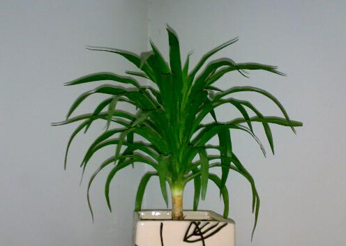 哪些植物吸甲醛?哪些東西吸甲醛?