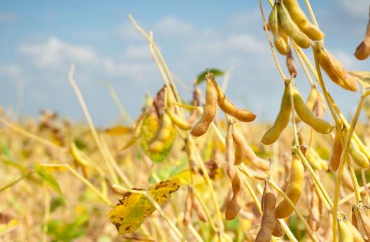 怎么吃黃豆能夠減肥?黃豆減肥法