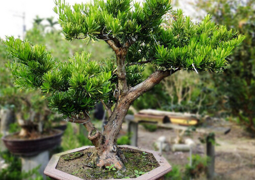 羅漢松對家居環(huán)境的影響-羅漢松的風水學應用