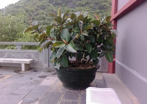 橡皮樹的養(yǎng)殖方法-橡皮樹的風(fēng)水學(xué)應(yīng)用