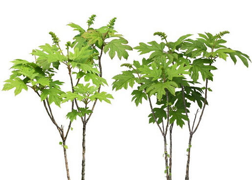 八角金盤對(duì)家居環(huán)境的影響-八角金盤的介紹