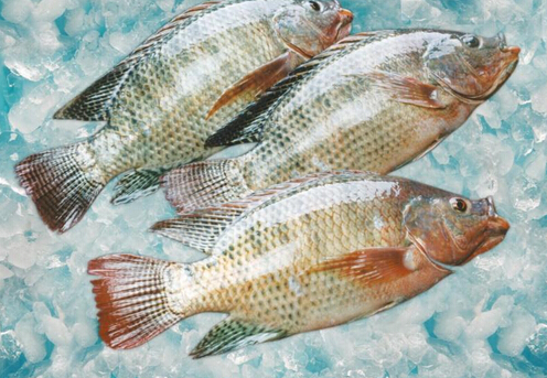 羅非魚的做法-羅非魚的介紹