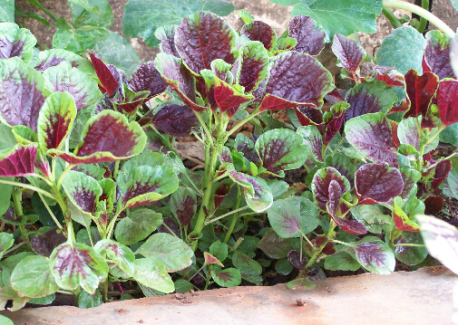 莧菜的營養價值-莧菜的做法