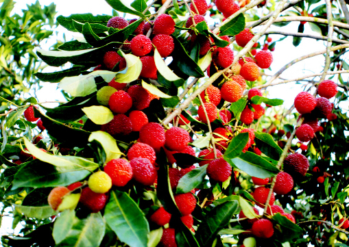 楊梅怎么洗？怎么制作楊梅干