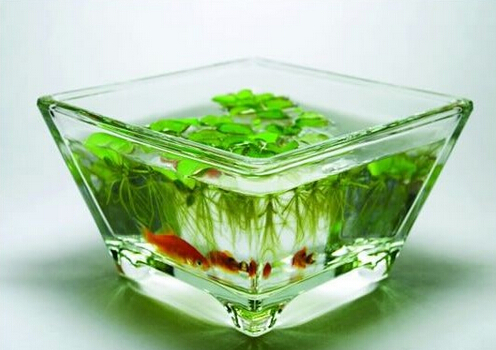 風水魚有哪些?風水魚缸擺放位置