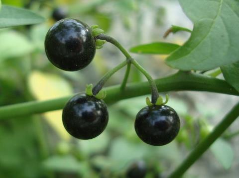 龍葵怎么吃?吃龍葵的注意事項