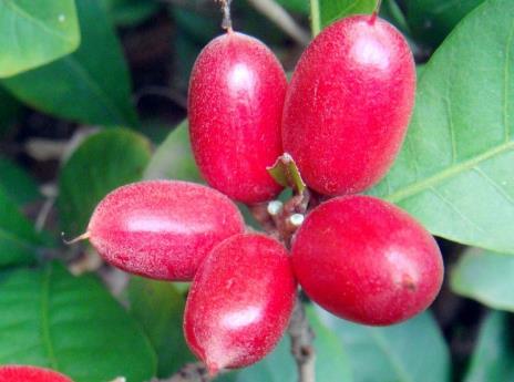 神秘果怎么吃?神秘果的做法