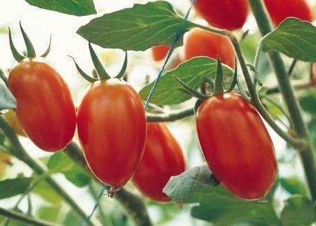 圣女果怎么做好吃?圣女果的做法大全