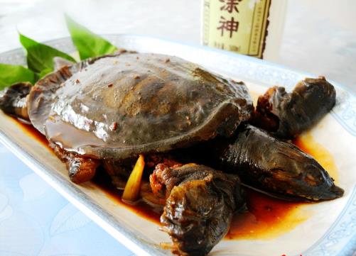 甲魚怎么做好吃?甲魚的做法與技巧