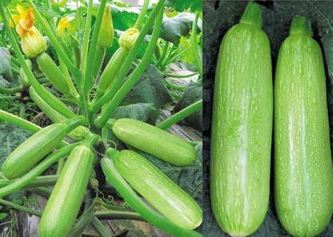 西葫蘆怎么做好吃？怎么炒西葫蘆不出湯