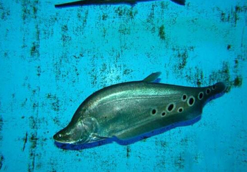 七星刀魚的風水學應(yīng)用-七星刀魚的魚缸擺放位置