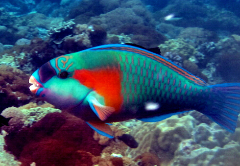 鸚哥魚的風水學應用-鸚哥魚的品種介紹