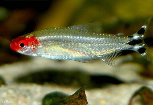 紅鼻剪刀魚的簡介-紅鼻剪刀的魚缸擺放位置