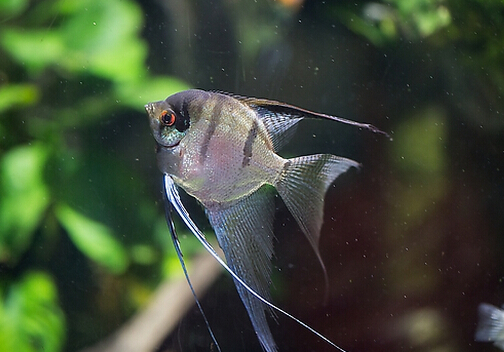 燕魚的魚缸擺放位置-燕魚的品種介紹