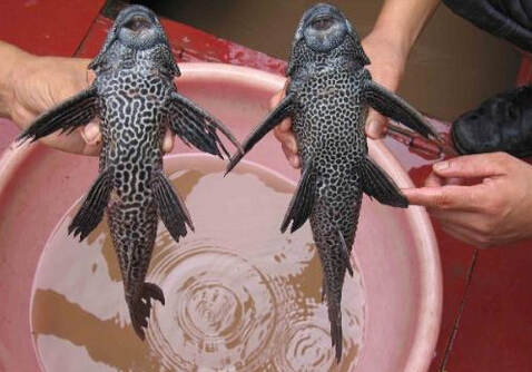 清道夫的品種-清道夫的風(fēng)水學(xué)應(yīng)用