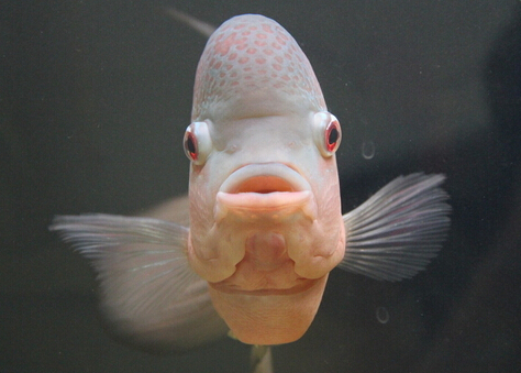 羅漢魚的品種-羅漢魚的風水學應用