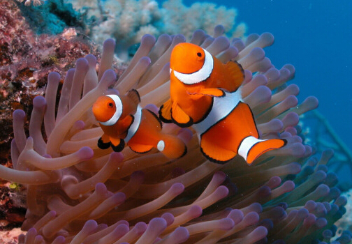 小丑魚怎么養?小丑魚常見疾病如何治療?