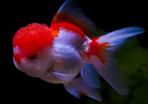 金魚(yú)吃什么?金魚(yú)吃多了怎么辦?