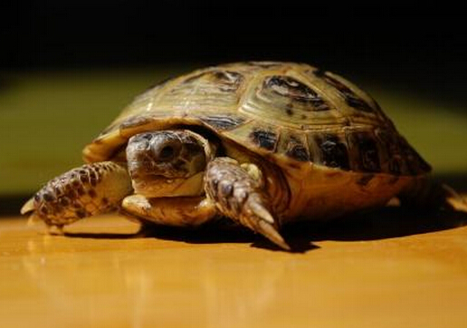 烏龜怎么分公母？烏龜?shù)姆N類